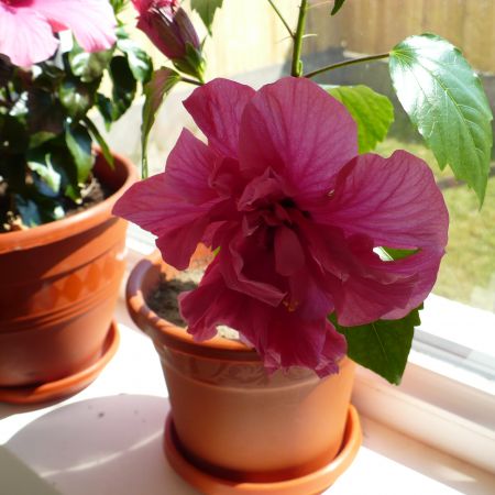 hibiscus 4